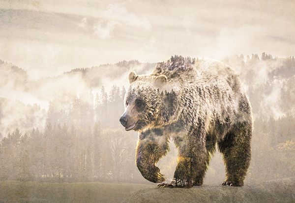 "Bear on the Prowl" by Sylvia A. Hosie