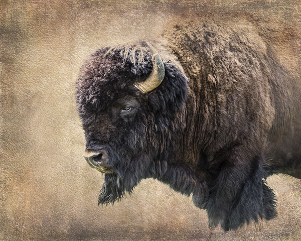 "Tatanka" by Sylvia A. Hosie