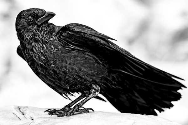 "Crow" by Graece Gabriel