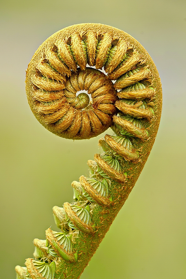 "Fern Spiral" by Kim Cuc Tran