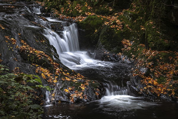 "Sweet Creek Trailhead" by Walt Duvall