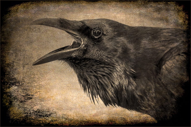 "Howling Crow" by Kim Cuc Tram