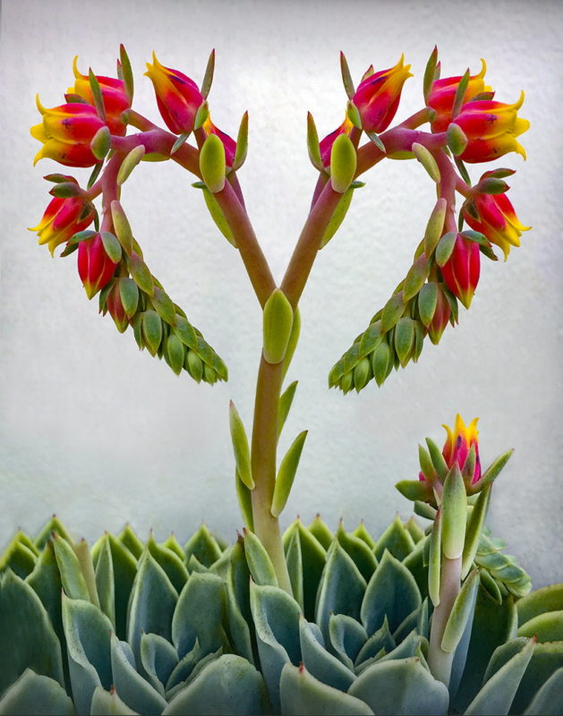 "Succulent Heart" by Kim Cuc Tran